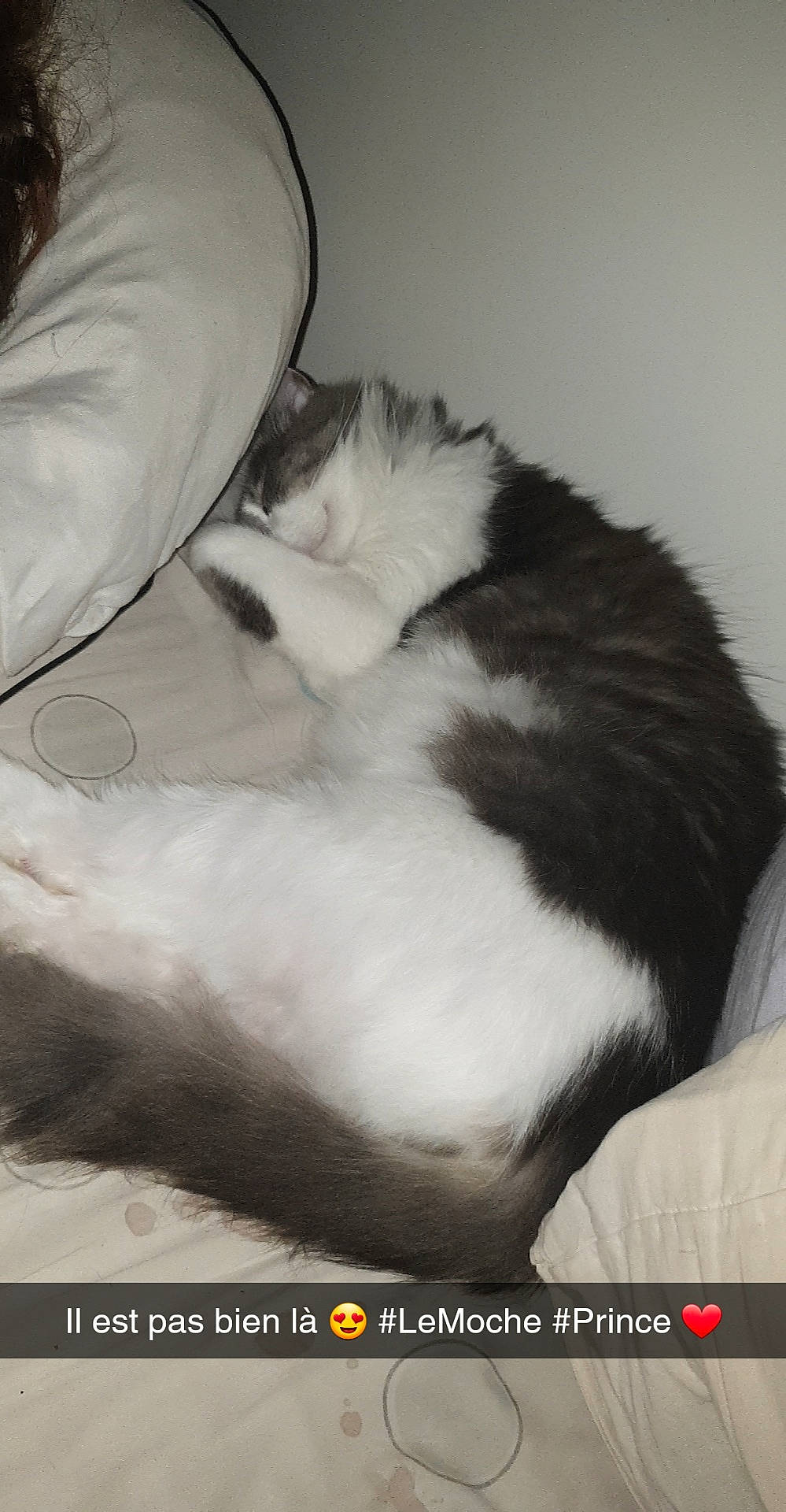 Diesel Et Prince a rejoint le concours — aidez-le/la à gagner de superbes lots ! canidae, carnivore, cat, ear, felidae, fur, photo_caption, small_to_medium_sized_cats, tail, whiskers