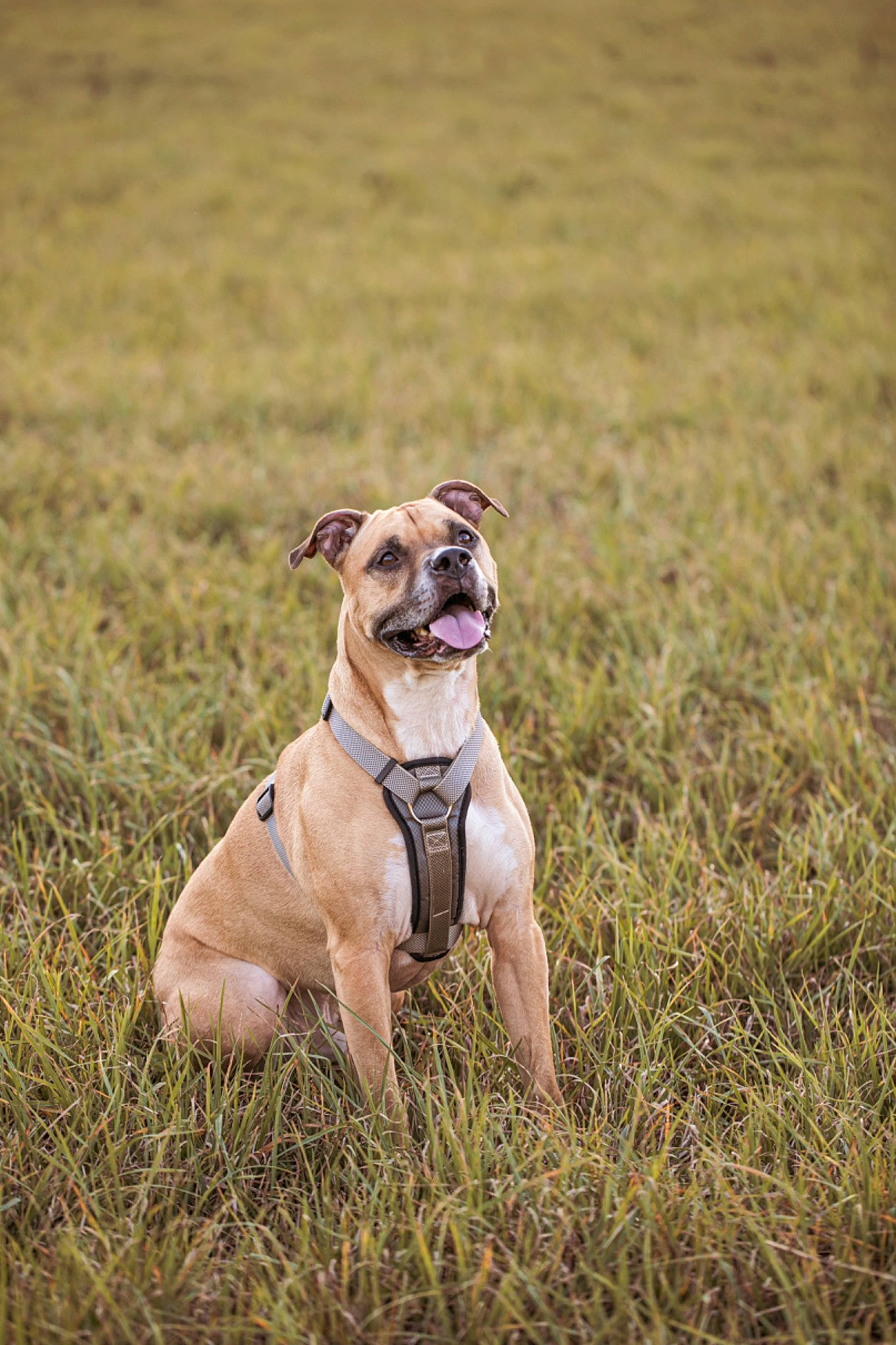 Tuukka is registered to the contest to win money with this photo: bulldog, canidae, carnivore, collar, companion_dog, dog, dog_breed, dog_collar, dog_supply, fawn, grass, grassland, leash, pet_supply, plant, snout, sporting_group, tail, working_animal, wrinkle