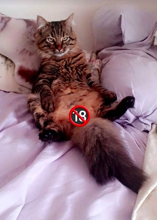 Chouchou a rejoint le concours — aidez-le/la à gagner de superbes lots ! bed, bedding, carnivore, cat, cat_bed, claw, comfort, companion_dog, domestic_short_haired_cat, ear, eye, fawn, felidae, fur, linens, nap, paw, small_to_medium_sized_cats, tail, whiskers