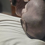 Serenity is registered to the contest to win money with this photo: animal, animal_face, bed, blurred_background, cat, close_up, curious, domestic_animal, ears, feline, hairless, indoor, looking_at_camera, pet, portrait, resting, soft_light, sphynx_cat, white_bed_sheet, wrinkled_skin