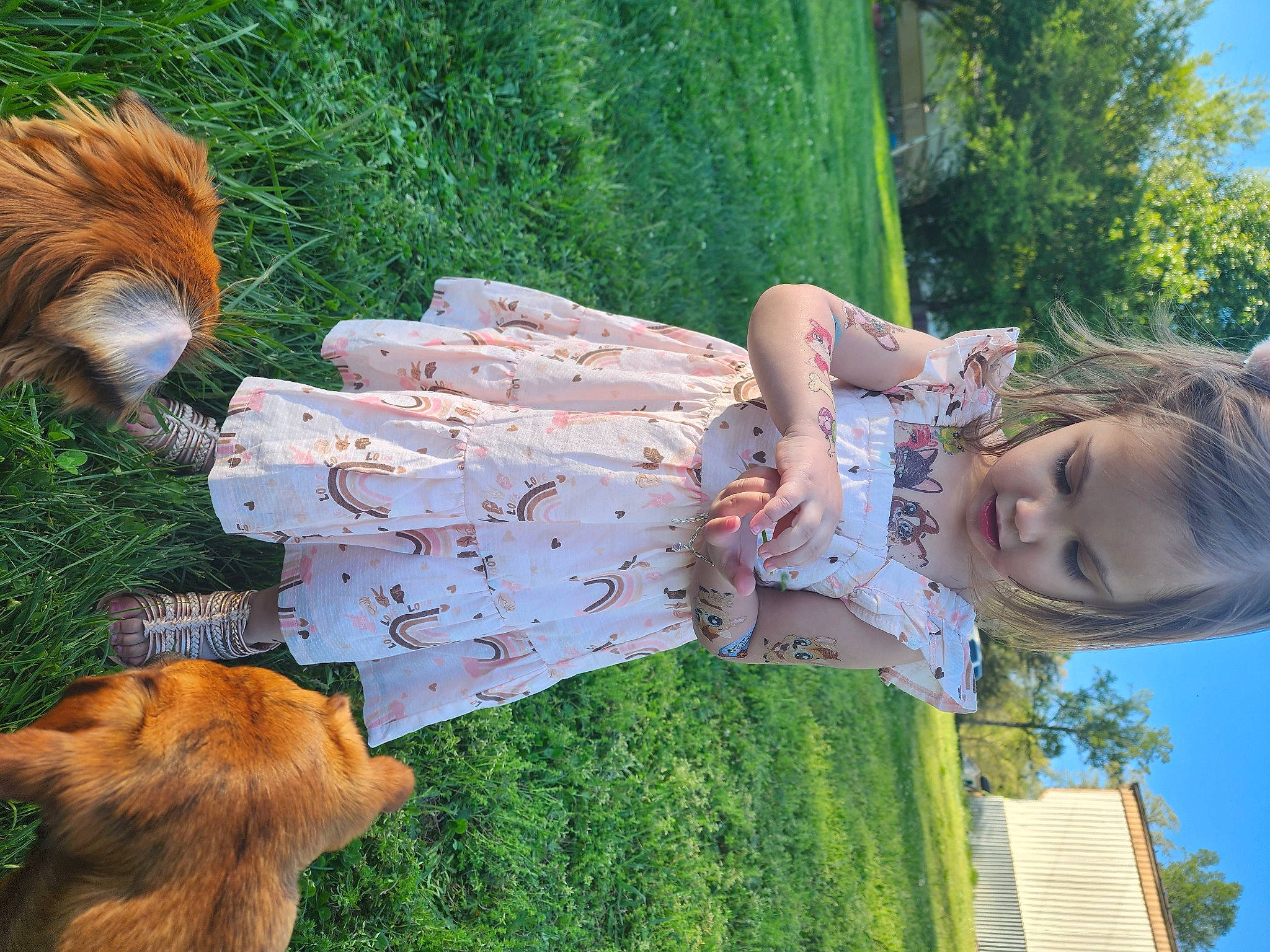 Octavia Raven is registered to the contest to win money with this photo: canidae, carnivore, companion_dog, dog, dog_breed, fawn, felidae, fun, fur, garden, grass, happy, leisure, people_in_nature, person, plant, recreation, sky, sporting_group, tail