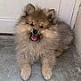 puppy, dog, fluffy, smiling, tongue_out, sitting, concrete_floor, door, cute, pet, animal, furry, small_dog, happy, indoors, face, ears, fur, young, adorable