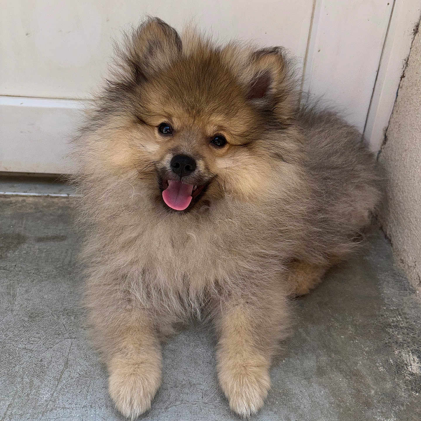 Aïko participe au concours pour gagner de l'argent avec cette photo : adorable, animal, concrete_floor, cute, dog, door, ears, face, fluffy, fur, furry, happy, indoors, pet, puppy, sitting, small_dog, smiling, tongue_out, young