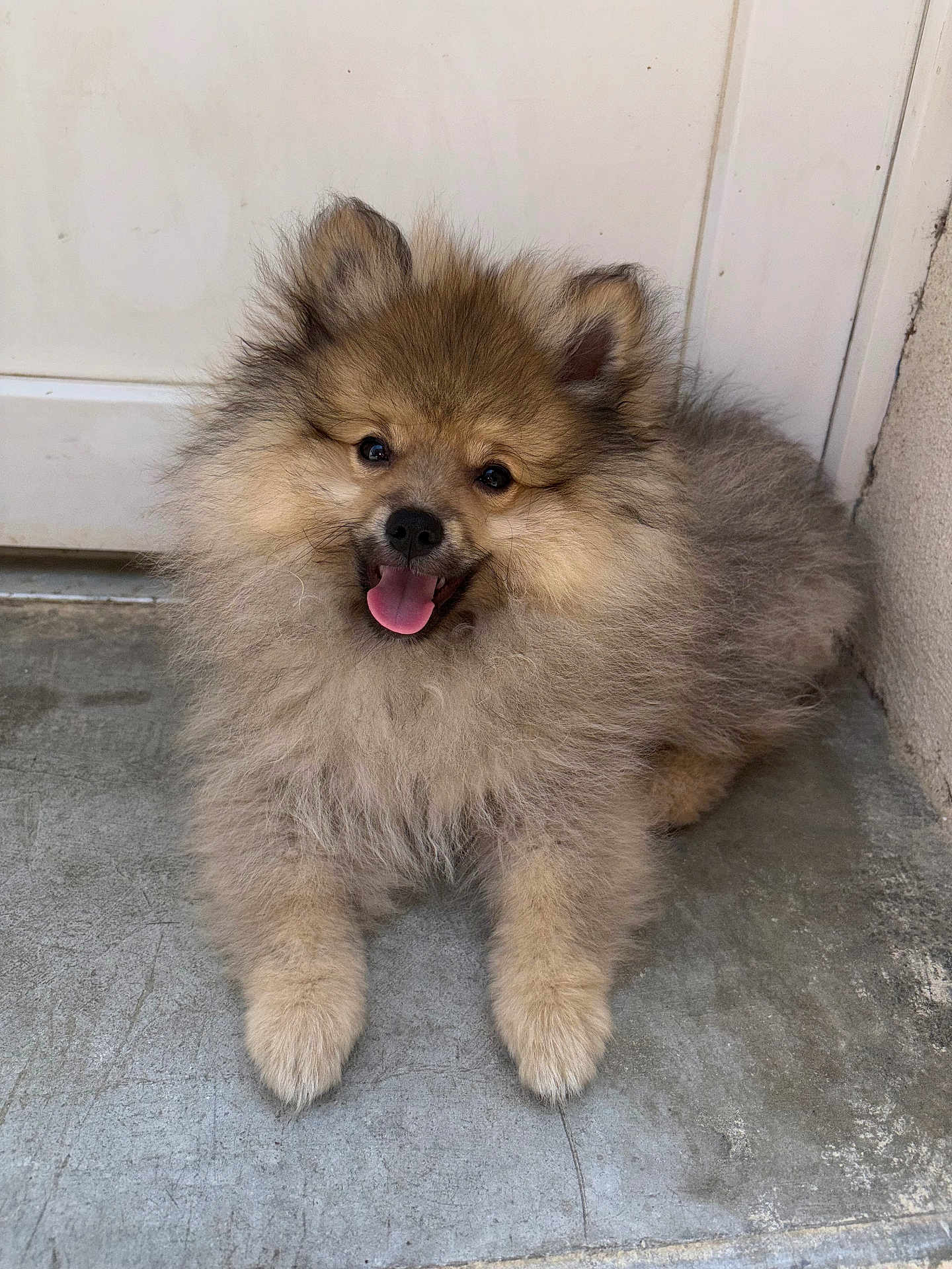 Aïko participe au concours pour gagner de l'argent avec cette photo : puppy, dog, fluffy, smiling, tongue_out, sitting, concrete_floor, door, cute, pet, animal, furry, small_dog, happy, indoors, face, ears, fur, young, adorable