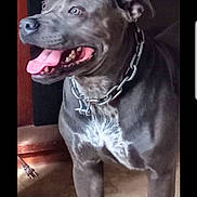 Jupiter Jax is registered to the contest to win money with this photo: dog, indoor, floor, chain_collar, tongue_out, gray_coat, white_chest, pet, canine, standing, looking_away, happy, muscular, tile_floor, shoe, wall, domestic_animal, close_up, collar, household