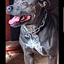 dog, indoor, floor, chain_collar, tongue_out, gray_coat, white_chest, pet, canine, standing, looking_away, happy, muscular, tile_floor, shoe, wall, domestic_animal, close_up, collar, household