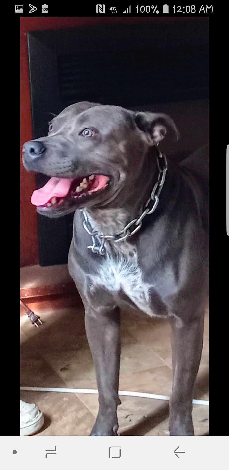 Jupiter Jax is registered to the contest to win money with this photo: dog, indoor, floor, chain_collar, tongue_out, gray_coat, white_chest, pet, canine, standing, looking_away, happy, muscular, tile_floor, shoe, wall, domestic_animal, close_up, collar, household