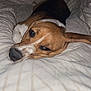 Rocky participe au concours pour gagner de l'argent avec cette photo : dog, bed, blanket, resting, sleepy, indoor, pet, canine, fur, ears, white, brown, comfort, cozy, closeup, animal, domestic, relaxed, portrait, night