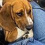 Rocky a rejoint le concours — aidez-le/la à gagner de superbes lots ! dog, puppy, beagle, close_up, resting, lap, denim, jeans, ear, fur, pet, domestic_animal, indoor, cute, sleepy, collar, buckle, brown, white, black
