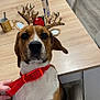 dog, reindeer_antlers, red_collar, chair, table, mug, can, hand, wooden_table, kitchen, flooring, cabinet, keys, beagle, pet, indoor, furniture, holiday_accessories, decor, seated