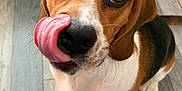 Rocky participe au concours pour gagner de l'argent avec cette photo : dog, beagle, tongue, licking, pet, animal, cute, floor, wooden_floor, indoor, brown, white, black, ears, eyes, nose, sitting, playful, close_up, canine