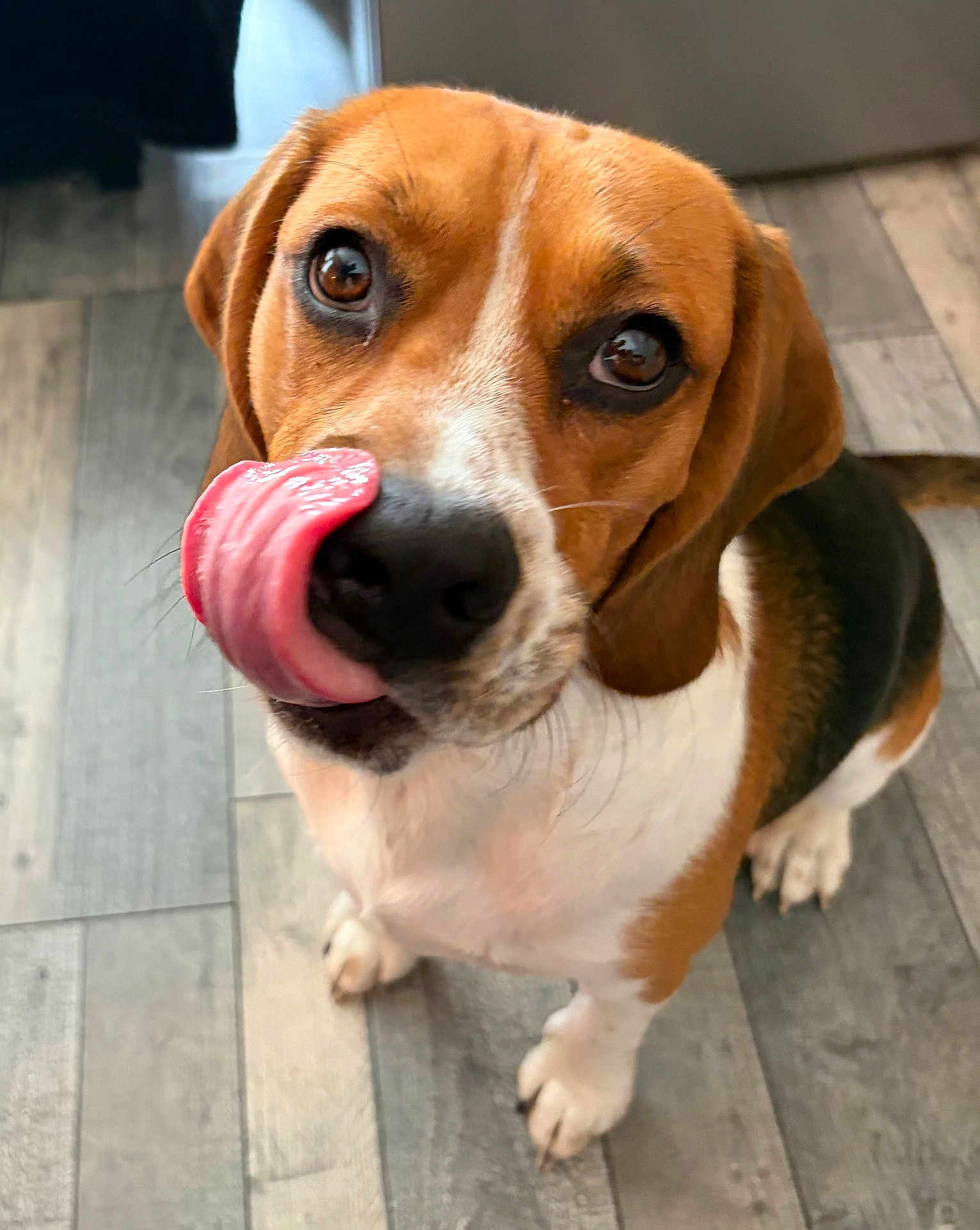 Rocky participe au concours pour gagner de l'argent avec cette photo : dog, beagle, tongue, licking, pet, animal, cute, floor, wooden_floor, indoor, brown, white, black, ears, eyes, nose, sitting, playful, close_up, canine