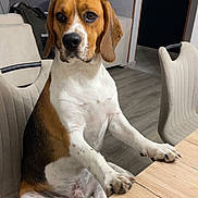 Rocky participe au concours pour gagner de l'argent avec cette photo : dog, beagle, pet, sitting, chair, table, indoor, wood_floor, furniture, looking, brown, white, black, ears, paws, floor, wall, room, domestic, canine