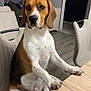 dog, beagle, pet, sitting, chair, table, indoor, wood_floor, furniture, looking, brown, white, black, ears, paws, floor, wall, room, domestic, canine