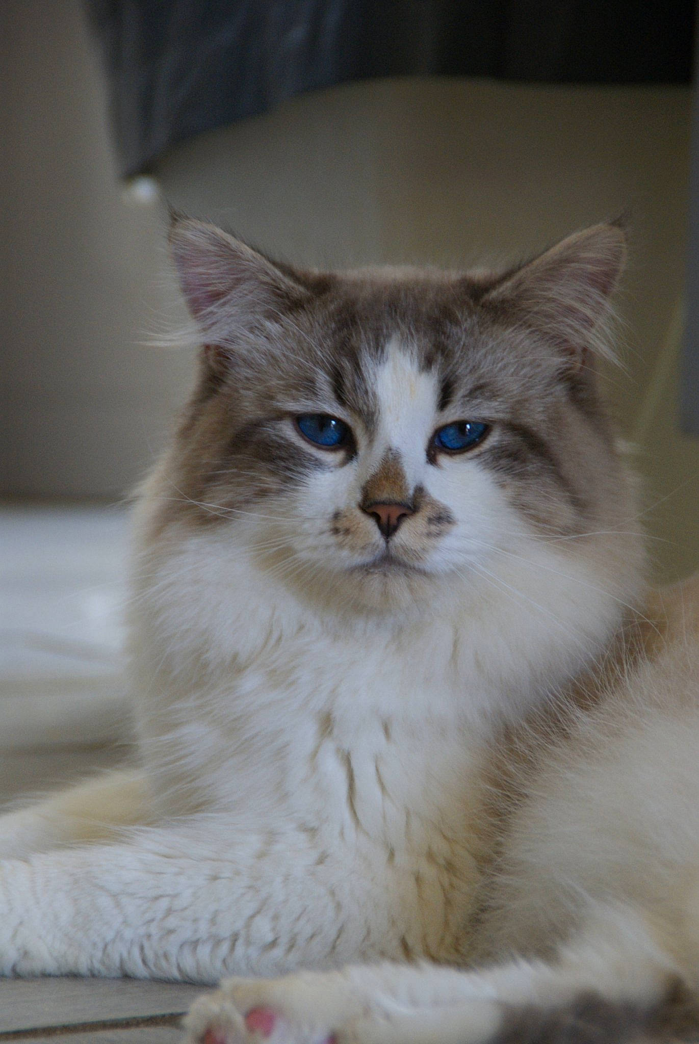 Inteus participe au concours pour gagner de l'argent avec cette photo : box, carnivore, cat, domestic_short_haired_cat, fawn, felidae, fur, paw, small_to_medium_sized_cats, snout, tail, whiskers, window, wood