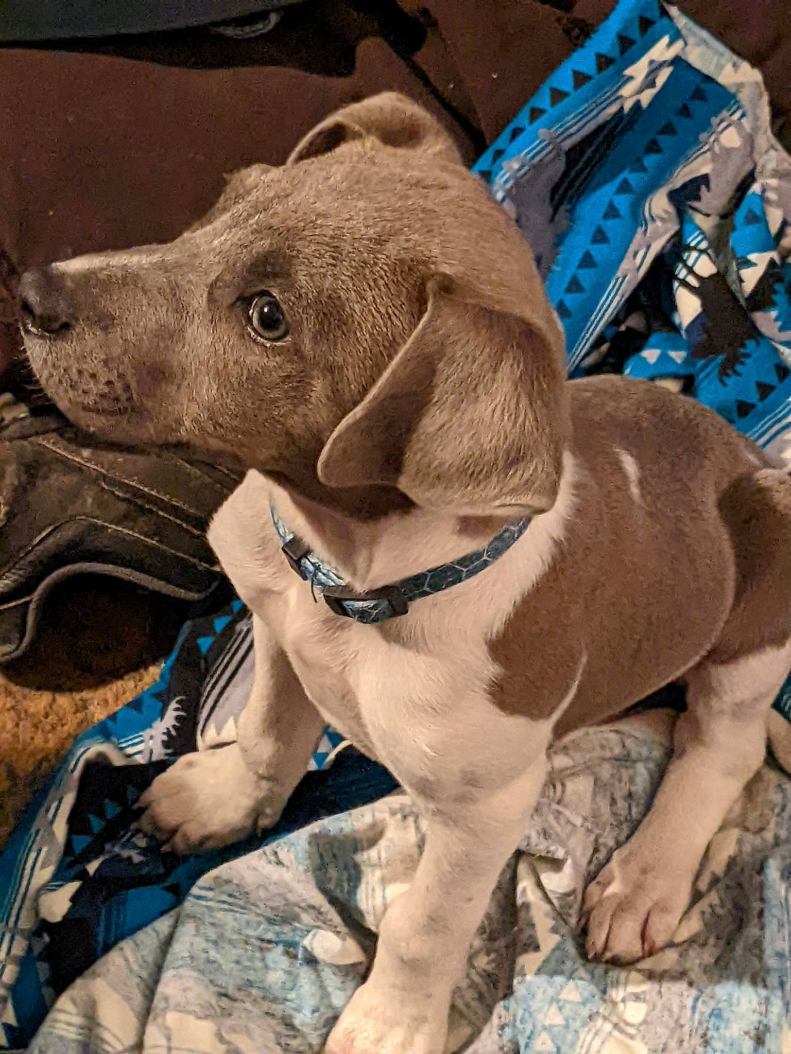 Sam is registered to the contest to win money with this photo: canidae, carnivore, collar, companion_dog, dog, dog_breed, dog_collar, dog_supply, electric_blue, fawn, gun_dog, leash, liver, pet_supply, snout, sporting_group, terrestrial_animal, weimaraner, working_animal, wrinkle
