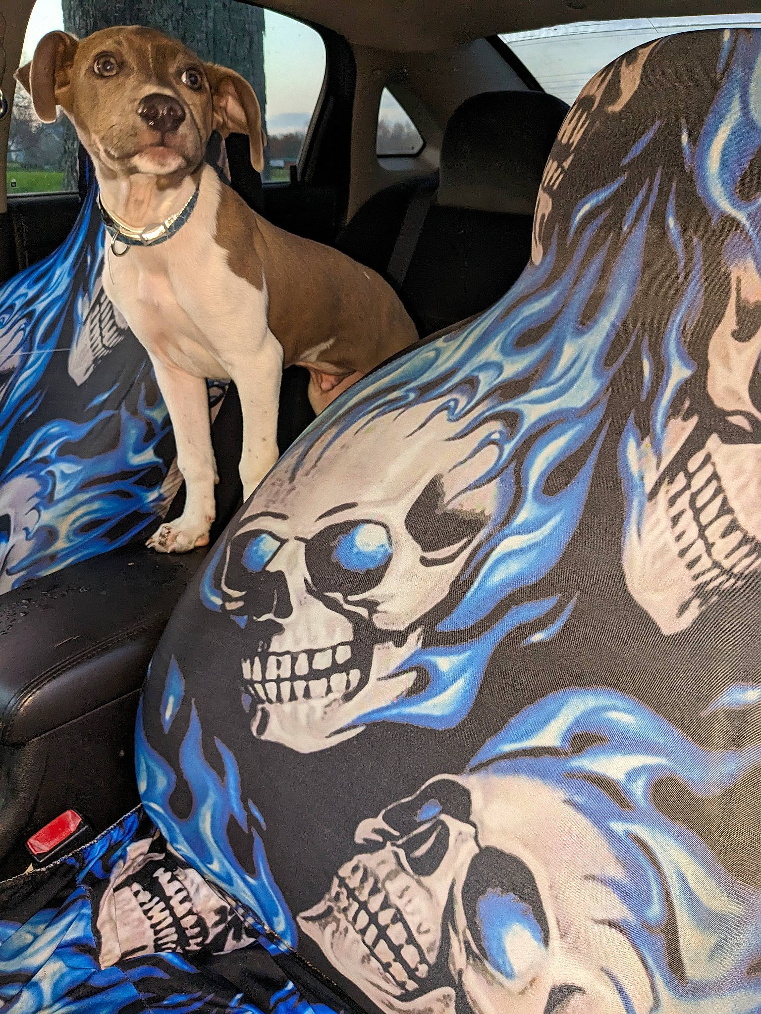 Sam joined the competition — help win amazing prizes! art, automotive_exterior, blue, bone, car, collar, companion_dog, dog, dog_breed, dog_collar, electric_blue, eyewear, fawn, fiction, fictional_character, motor_vehicle, personal_protective_equipment, vehicle_door, visual_arts, working_animal