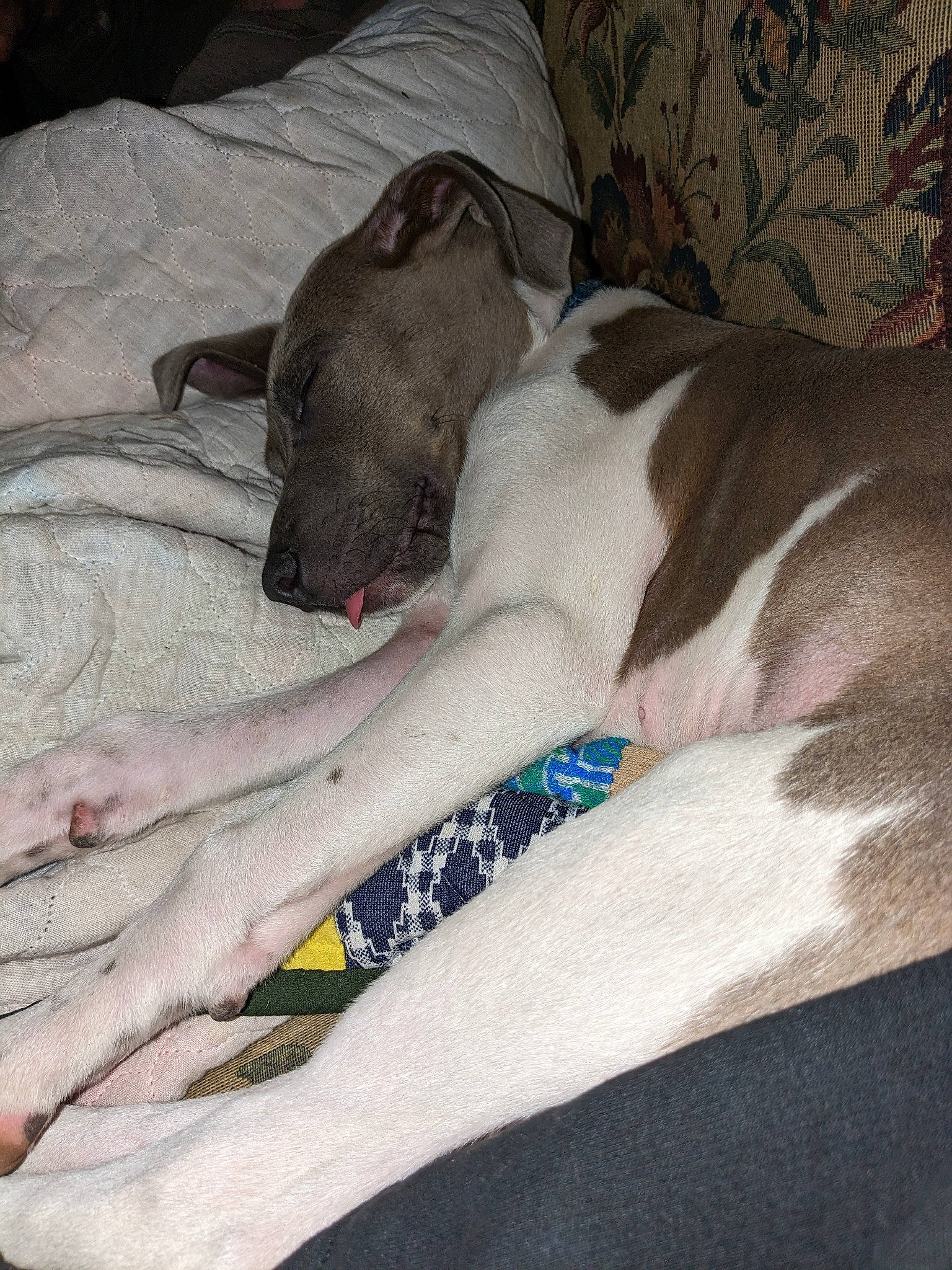 Sam joined the competition — help win amazing prizes! bed, bedding, blanket, canidae, carnivore, collar, comfort, companion_dog, dog, dog_breed, dog_supply, fawn, grey, linens, non_sporting_group, pattern, sporting_group, terrestrial_animal, working_animal