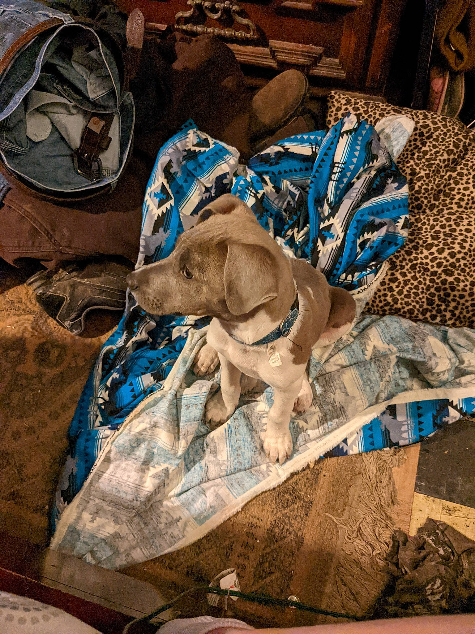 Sam joined the competition — help win amazing prizes! art, bag, brown, canidae, carnivore, dog, electric_blue, fawn, linens, luggage_and_bags, pattern, sporting_group, textile, visual_arts, working_animal