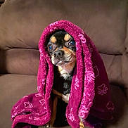 Apple is registered to the contest to win money with this photo: dog, blanket, purple, couch, pet, small_dog, indoor, cozy, fur, animal, wrapped, cute, sitting, paw_prints, comfort, household, portrait, canine, fur_color_black, fur_color_tan