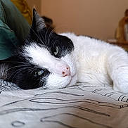 Loullig participe au concours pour gagner de l'argent avec cette photo : bedspread, black_and_white, cat, close_up, cozy, domestic_animal, ear, eye, feline, home, indoor, lying_down, nose, patterned_fabric, pet, relaxed, resting, sleepy, soft_fur, whiskers