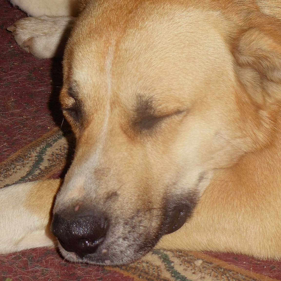 Archie