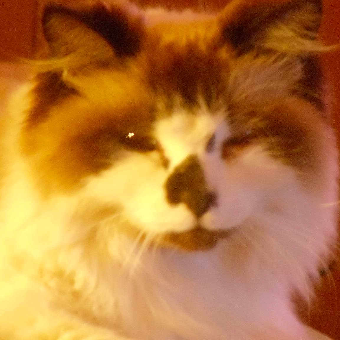 Booney joined the competition — help win amazing prizes!