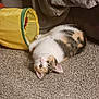 Zuse joined the competition — help win amazing prizes! animal, blanket, calico, carpet, cat, couch, curious, cute, domestic_cat, feline, fur, household, indoor, looking_upside_down, paw, pet, playful, relaxed, toy, yellow_tunnel