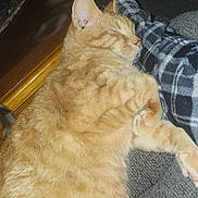 Zuse joined the competition — help win amazing prizes! animal, cat, closeup, comfort, cozy, cute, domestic_animal, feline, fur, indoor, orange_tabby, pajamas, paw, pet, plaid, relaxation, resting, sleeping, socks, whiskers