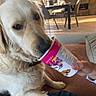dog, golden_retriever, cup, person_hand, couch, living_room, table, chair, sunlight, indoor, pet, curious, furniture, relaxing, home, canine, domestic_animal, cozy, brown_cushion, casual