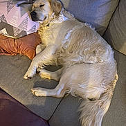 Sky participe au concours pour gagner de l'argent avec cette photo : dog, golden_retriever, sleeping, couch, pillow, pet, indoors, relaxed, cozy, fur, resting, animal, living_room, domestic, canine, comfortable, home, nap, furniture, cute