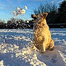 Sky a rejoint le concours — aidez-le/la à gagner de superbes lots ! dog, golden_retriever, snow, outdoor, winter, animal, playful, blue_sky, trees, sunlight, nature, joyful, fur, pet, cold, daylight, canine, landscape, happy, mammal