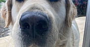 Sky a rejoint le concours — aidez-le/la à gagner de superbes lots ! dog, golden_retriever, nose, close_up, outdoor, glass_door, pet, curious, face, fur, whiskers, collar, animal, muzzle, window, nature, garden, daylight, portrait, canine