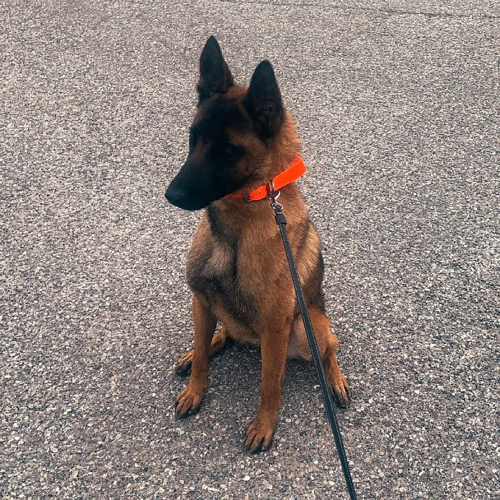 Unik a rejoint le concours — aidez-le/la à gagner de superbes lots ! accessories, animal, canine, dog, germanshepherd, gravel, hound, leash, pet, policedog, puppy, road, strap, tarmac