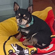 Pop Corn participe au concours pour gagner de l'argent avec cette photo : animal, black_dog, blanket, chihuahua, collar, companion, cozy, curled_up, cute, dog, fur, indoor, looking_at_camera, lying_down, pet, red_blanket, resting, small_dog, tan_markings, yellow_blanket