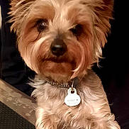Vahiana a rejoint le concours — aidez-le/la à gagner de superbes lots ! animal, black_shirt, brown, closeup, collar, companionship, cute, dog, domestic_animal, ears, face, fluffy, front_view, fur, indoor, looking, person_partial, pet, small_dog, table