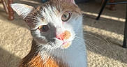 Maple is registered to the contest to win money with this photo: cat, orange_cat, white_cat, indoor, sunlight, carpet, furniture, wooden_chair, pet, animal, whiskers, curious, portrait, close_up, domestic_cat, cute, looking_at_camera, household, cozy, warm_light