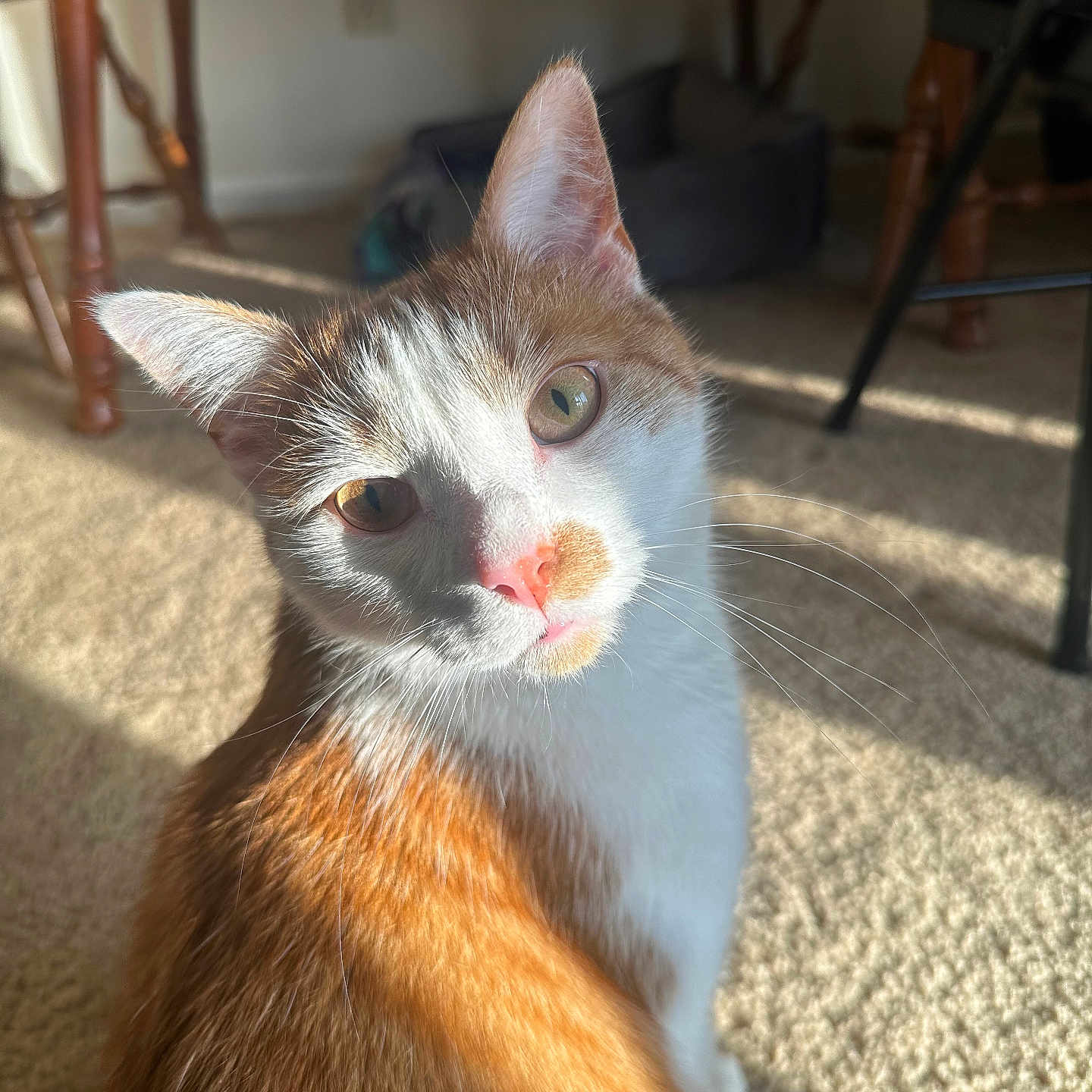 Maple