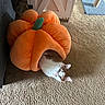 cat, pet, animal, indoor, carpet, plush, pumpkin, bed, orange, white, brown, cabinet, scratching_post, feline, cozy, curious, cute, floor, home, soft