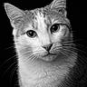 cat, close_up, black_and_white, portrait, fur, whiskers, ears, eyes, animal, pet, mammal, face, feline, alert, studio, texture, monochrome, sharp, indoor, expression