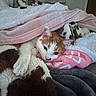 cat, orange_cat, white_cat, blanket, pink_blanket, brown_blanket, gray_blanket, cozy, sleepy, paw, indoors, feline, pet, resting, soft_texture, fur, closeup, comfort, relaxed, warm