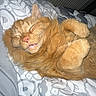 Pumpkin joined the competition — help win amazing prizes! cat, orange_cat, sleeping, bed, blanket, cozy, fur, domestic_cat, indoor, resting, cute, pet, animal, comfort, feline, whiskers, closeup, paws, relaxed, soft