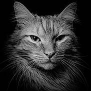 Pumpkin joined the competition — help win amazing prizes! cat, close_up, black_and_white, portrait, whiskers, fur, animal, feline, face, ears, eyes, nose, sharp, detailed, studio_lighting, dark_background, majestic, pet, mammal, macro