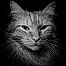 cat, close_up, black_and_white, portrait, whiskers, fur, animal, feline, face, ears, eyes, nose, sharp, detailed, studio_lighting, dark_background, majestic, pet, mammal, macro