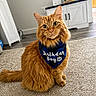 Pumpkin joined the competition — help win amazing prizes! cat, orange_cat, fluffy_fur, bandana, birthday_boy, paw_print, carpet, indoor, furniture, cabinet, flooring, pet, cute, animal, portrait, sitting, domestic, whiskers, ears, eyes