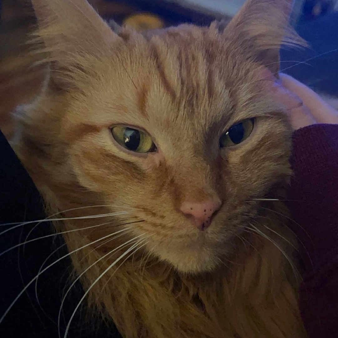 Pumpkin is registered to the contest to win money with this photo: cat, orange_cat, close_up, indoor, pet, feline, whiskers, ears, fur, green_eyes, portrait, cozy, animal, domestic_cat, looking, face, cute, relaxed, home, furniture