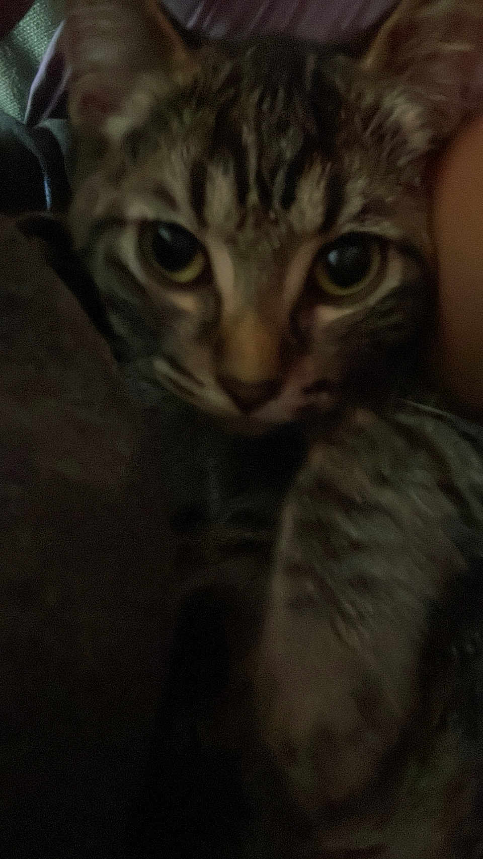 Chocolate joined the competition — help win amazing prizes! cat, tabby_cat, pet, close_up, portrait, eyes, whiskers, feline, fur, cute, indoor, low_light, blurry, grainy, cozy, sleepy, blanket, paws, nose, face