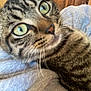 cat, tabby_cat, close_up, green_eyes, whiskers, pet, indoor, blanket, cozy, portrait, fur, ear, nose, curious, feline, macro, domestic_animal, home, soft, couch