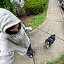 person, dog, hoodie, leash, sidewalk, grass, shrubbery, car, walking, outdoor, black_and_white_dog, casual_clothing, footwear, residential_area, curious, pet, nature, daytime, greenery, pavement