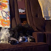 Ricky is registered to the contest to win money with this photo: animal, armchair, blanket, brown, comfortable, couch, cozy, curtains, decor, dog, fur, furniture, home, indoor, living_room, pet, quiet, relaxation, resting, sleeping